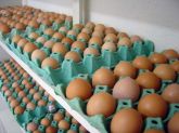 Dúzia Ovos Galados Para Incubação